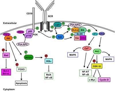 Lyn, Lupus, and (B) Lymphocytes, a Lesson on the Critical Balance of Kinase Signaling in Immunity